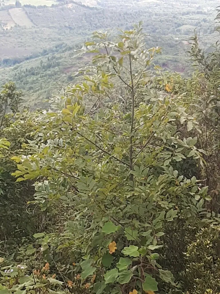 Platymiscium Dimorphandrum