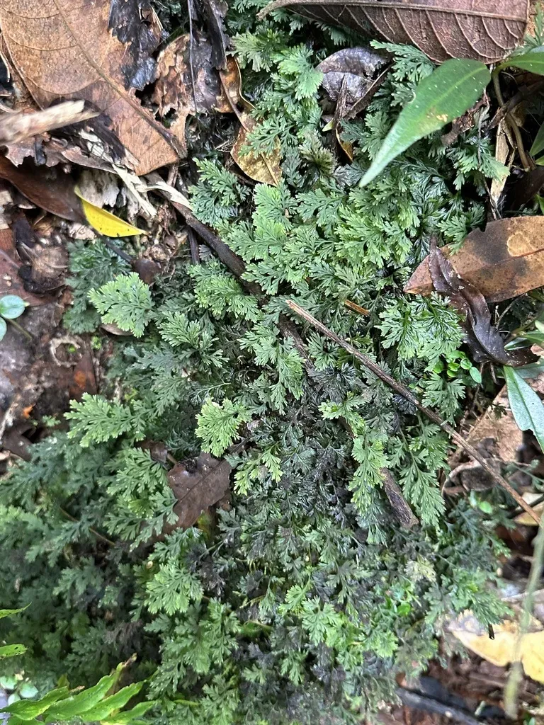 Crepidomanes Bipunctatum