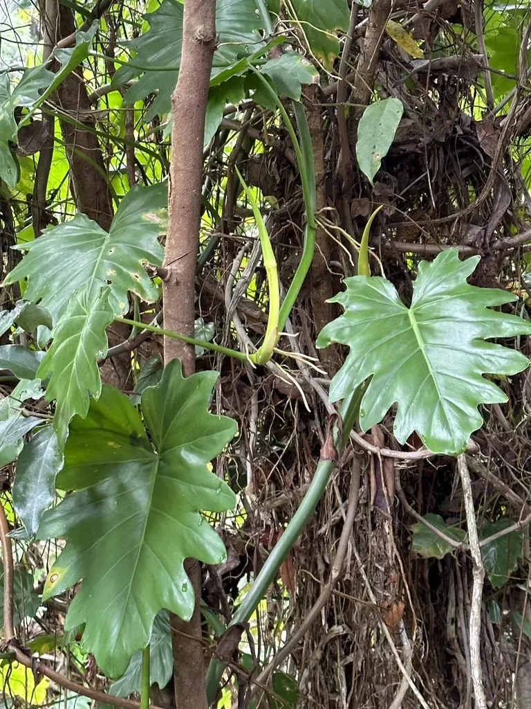 Philodendron Lacerum