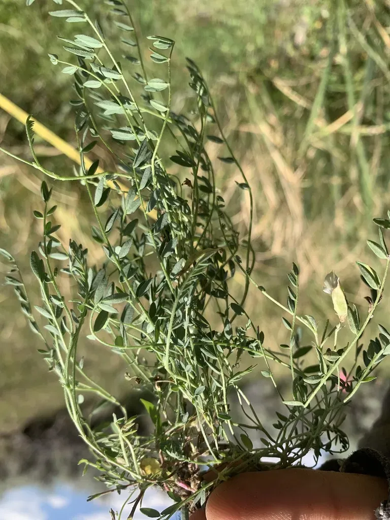 Park Milkvetch