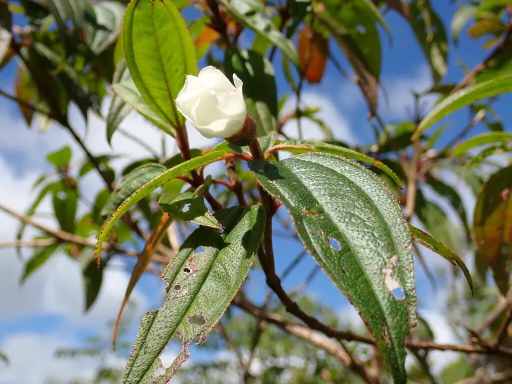 Melastoma Denticulatum