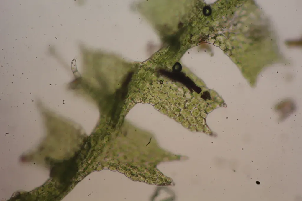 Lophocolea Biciliata