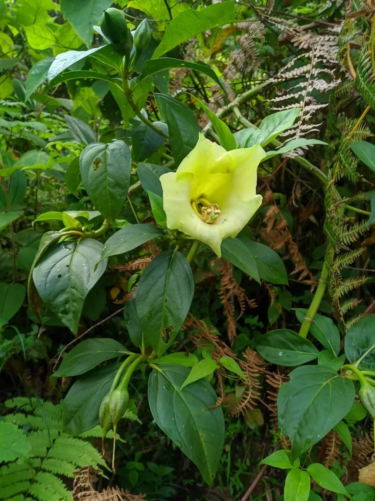 Symbolanthus Vasculosus