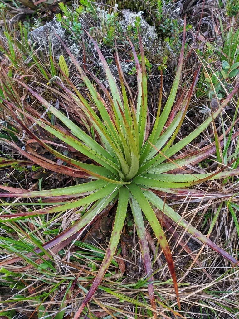 Puya Aristeguietae