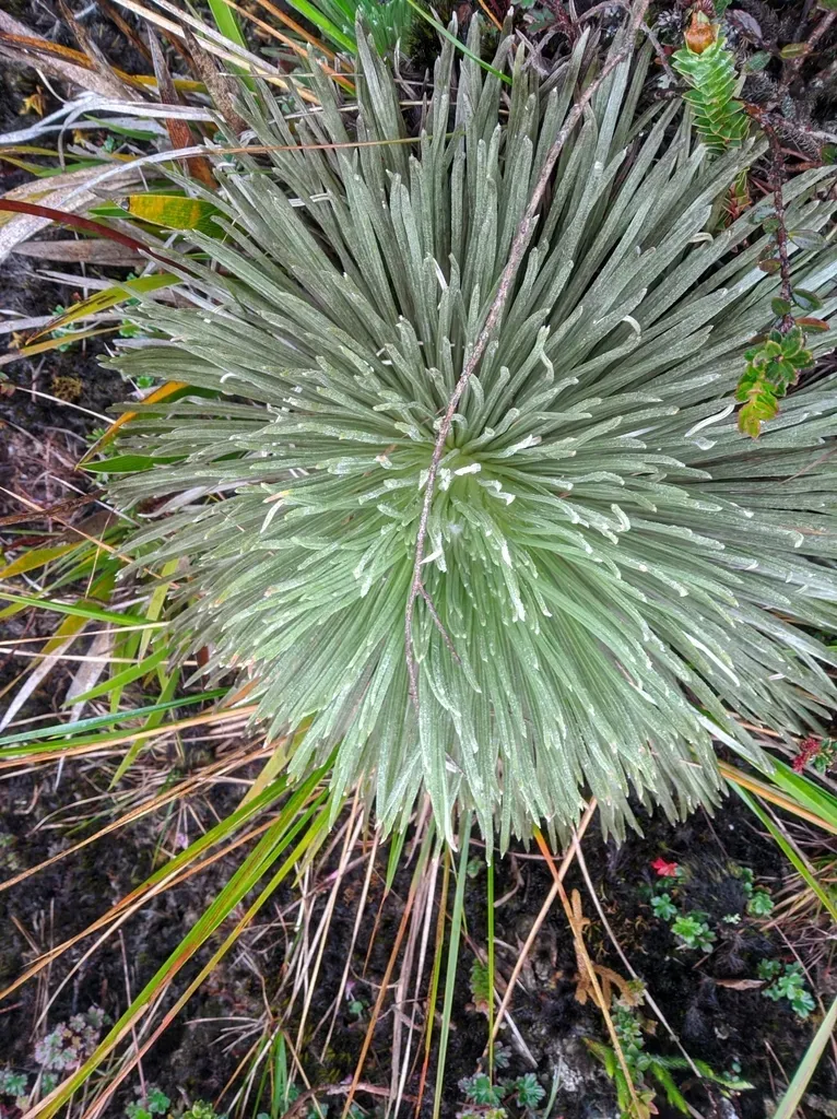 Espeletia Jabonensis