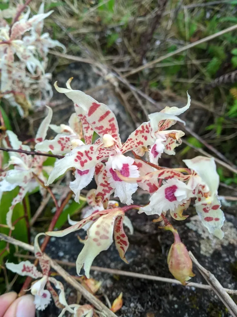 Oncidium Lucianianum