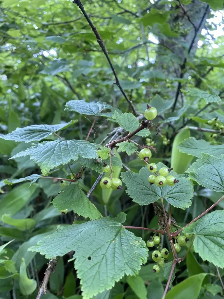 Ribes Latifolium