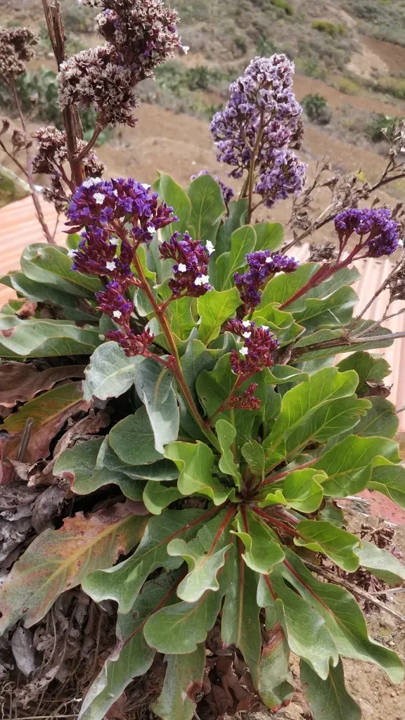 Limonium Macrophyllum