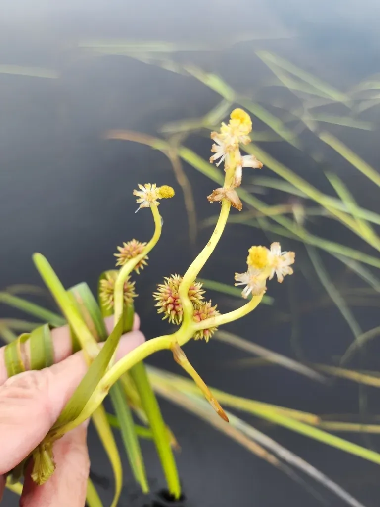Floating Bur-reed