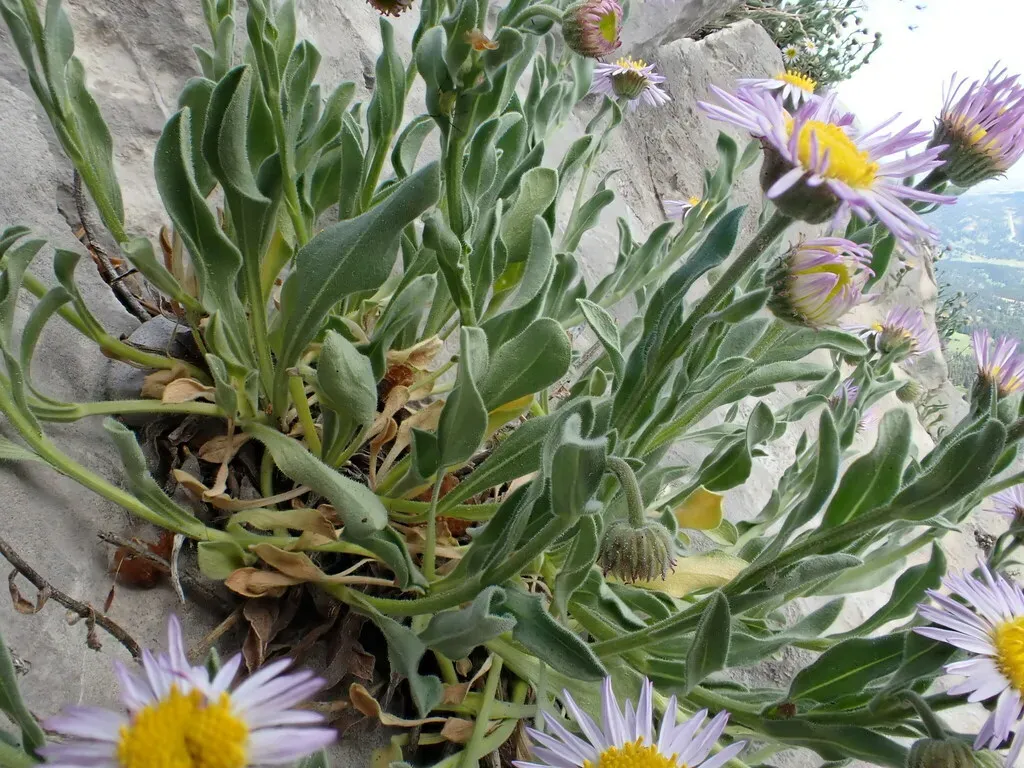 Tufted Fleabane
