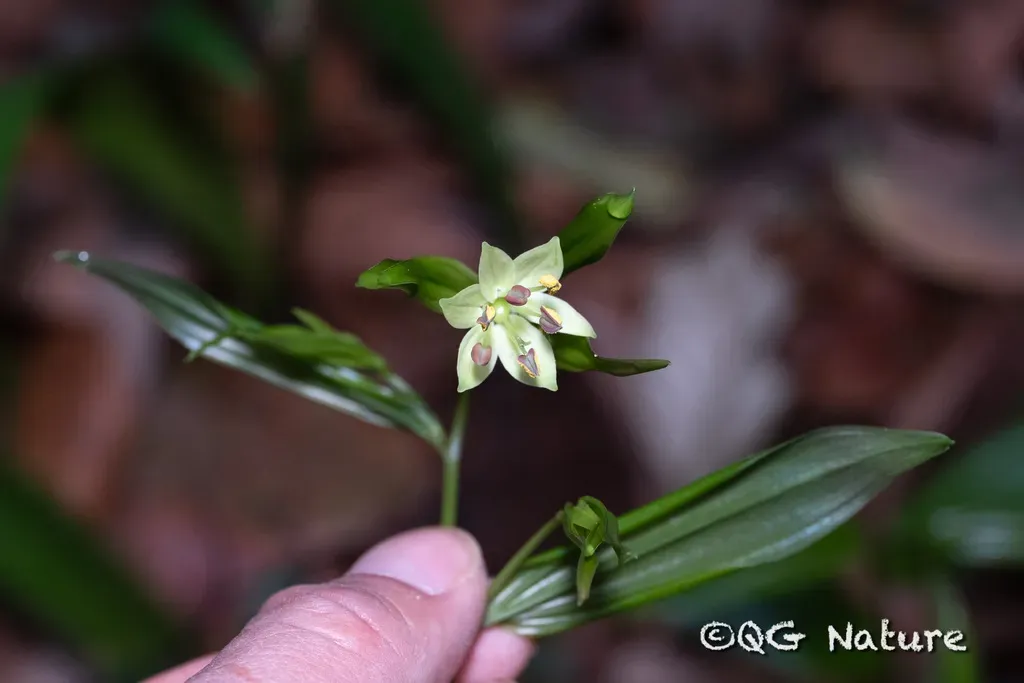 Long-styled Fairy Bells