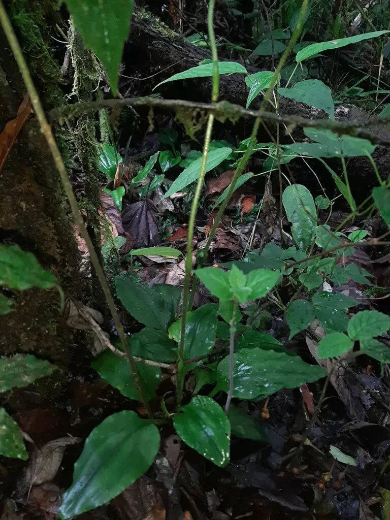 Ponthieva Tuerckheimii