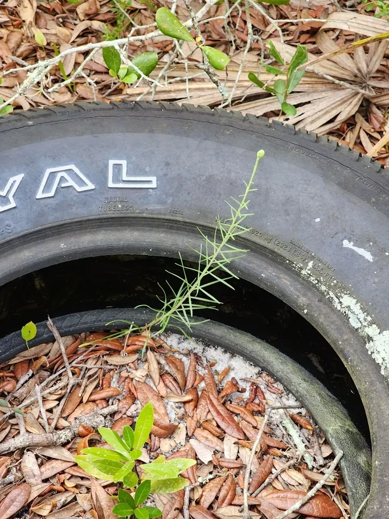 Florida Blazing Star