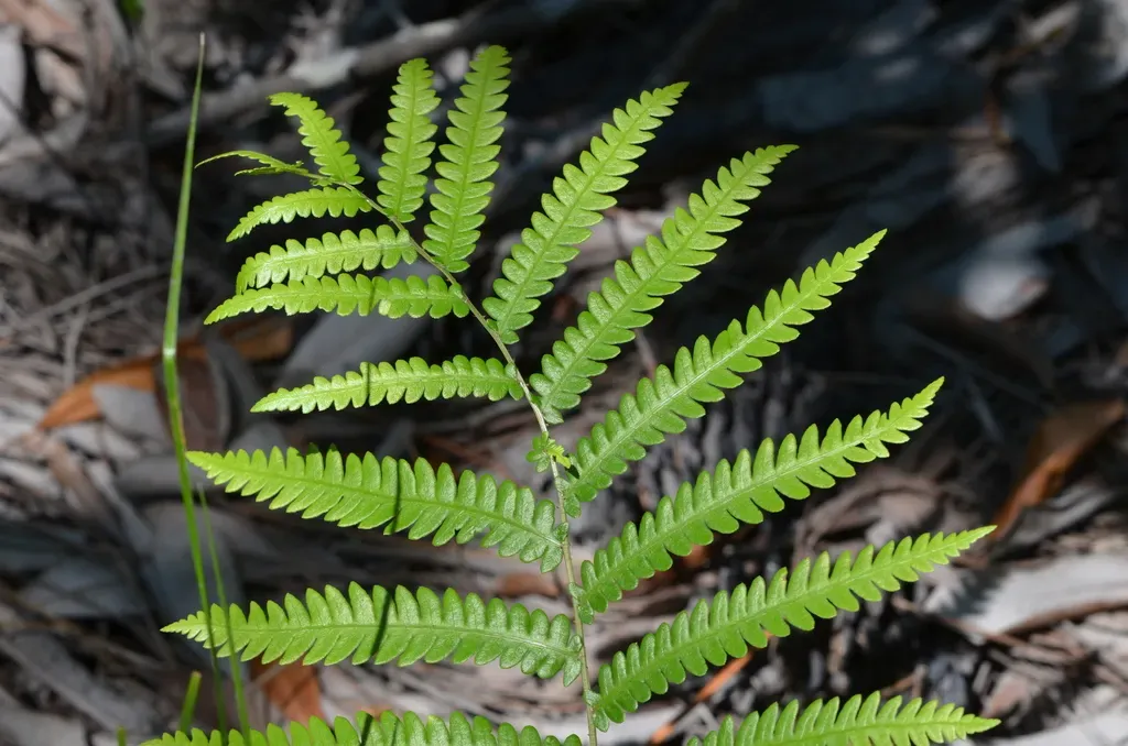 Virginia Chain Fern