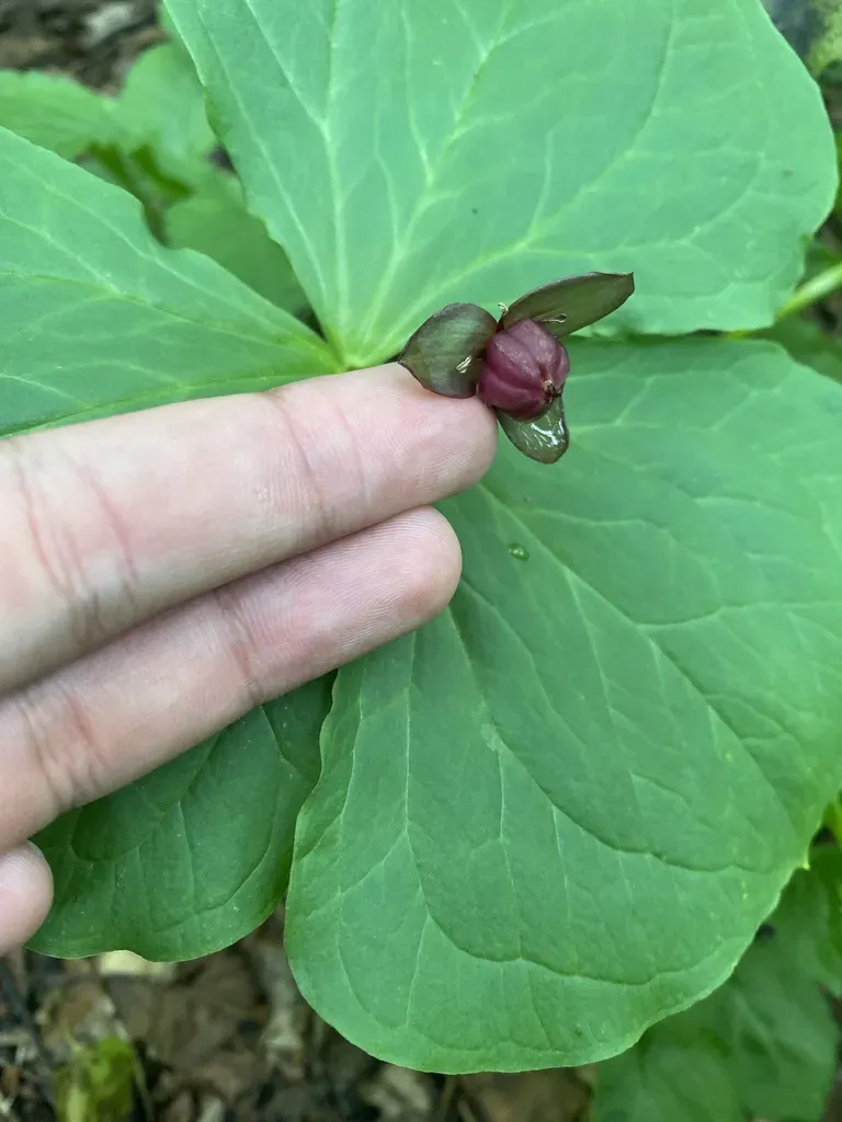 Trillium Apetalon