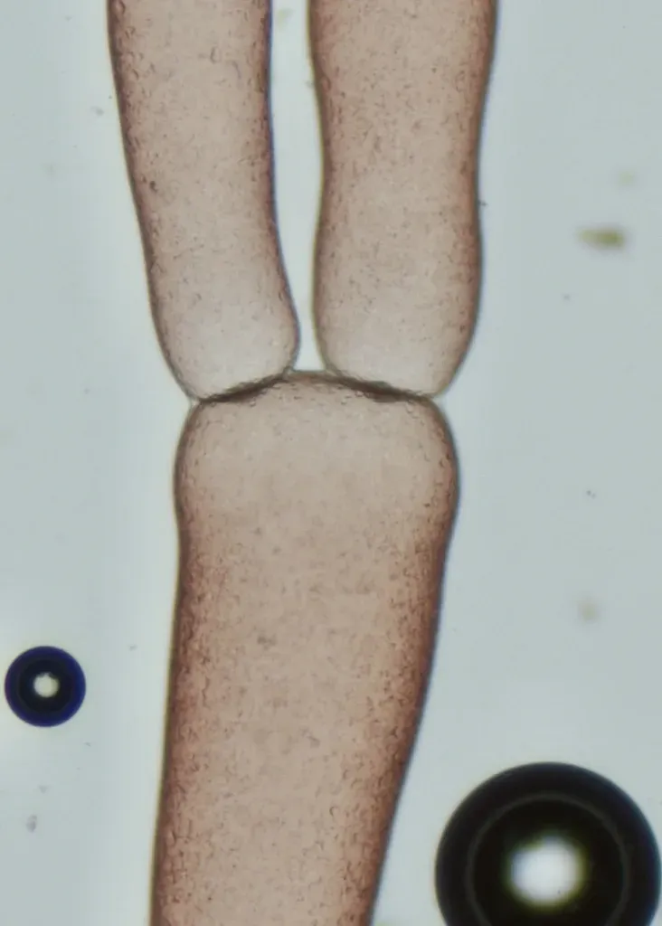 Griffithsia Globulifera