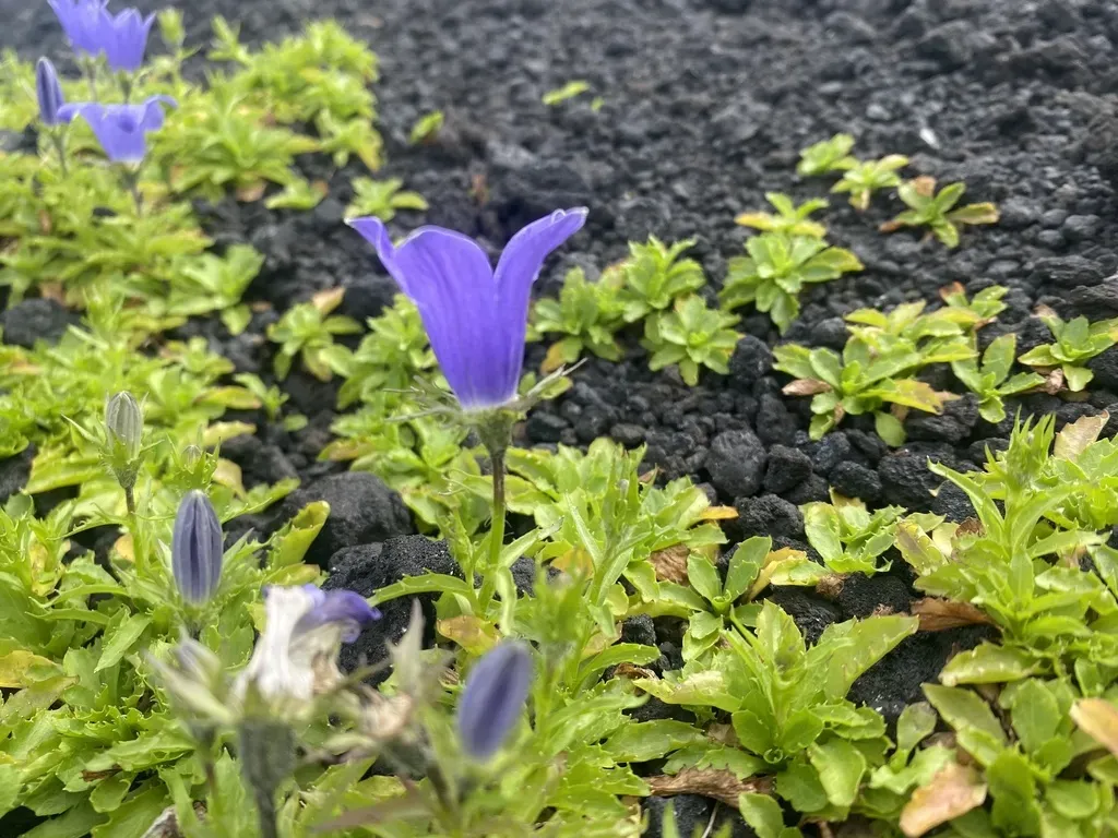 Campanula Chamissonis