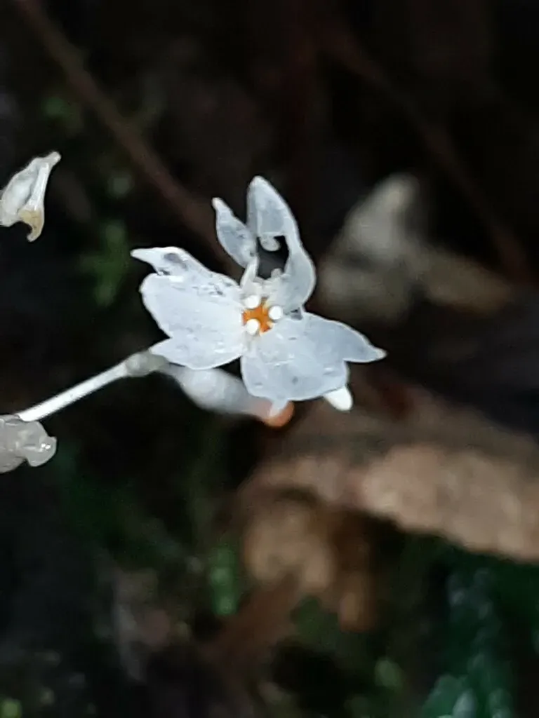 Gymnosiphon Suaveolens