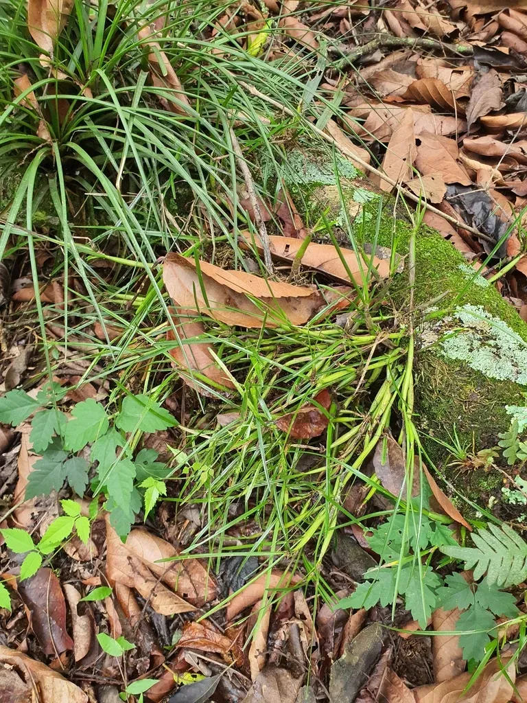 Scaphyglottis Fasciculata