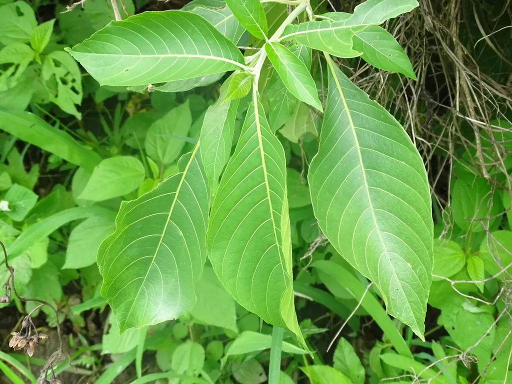 Bravaisia Integerrima