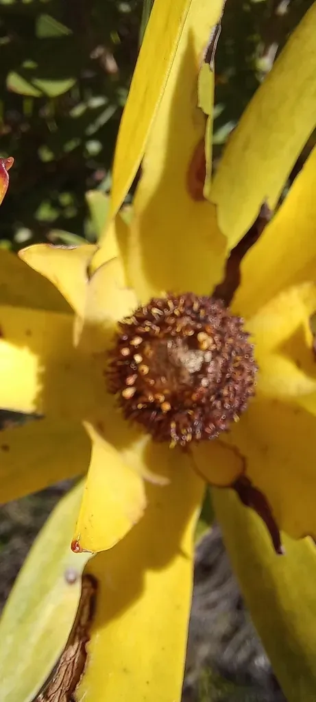 Golden Broadleaf Conebush