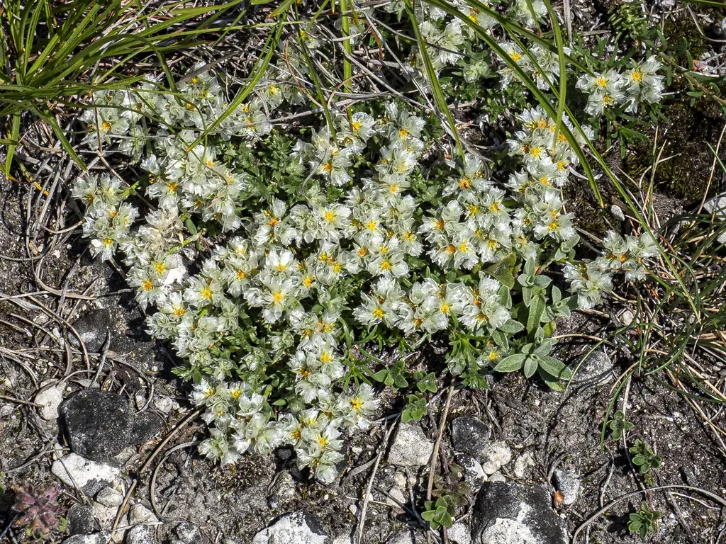 Paronychia Cephalotes