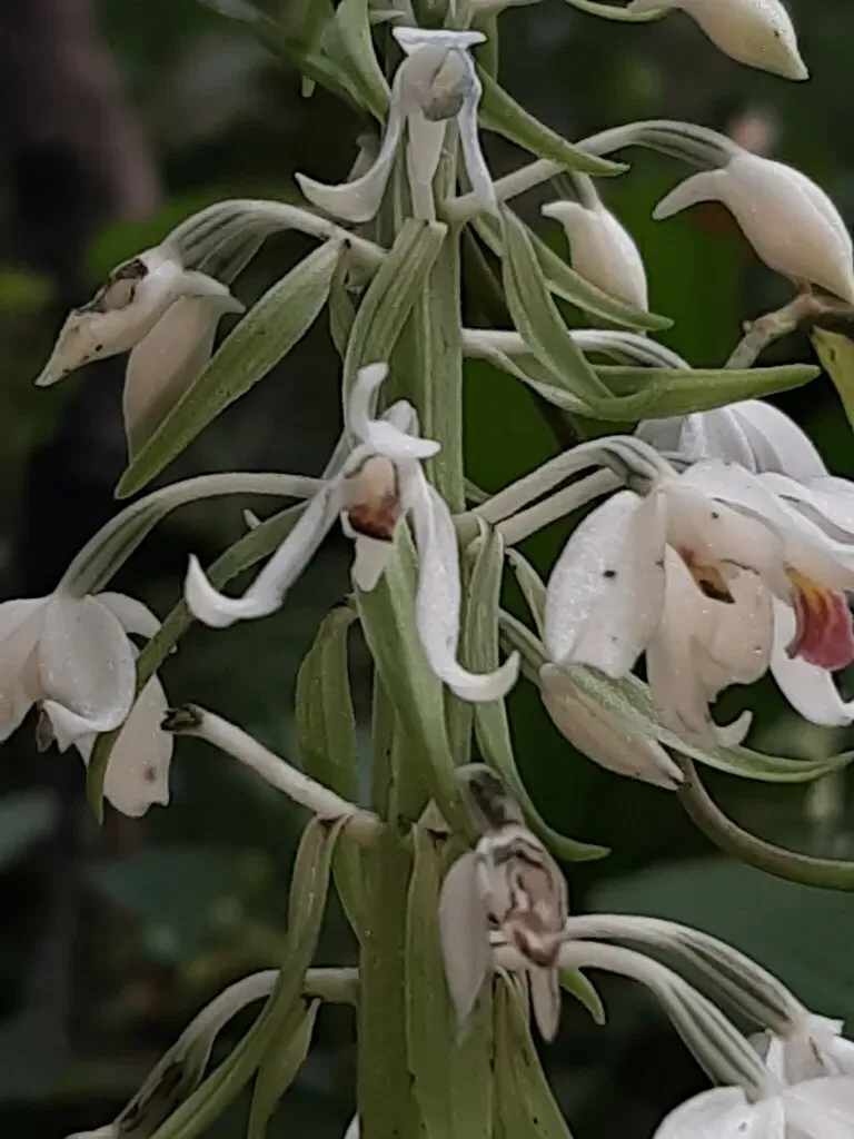 Calanthe Calanthoides