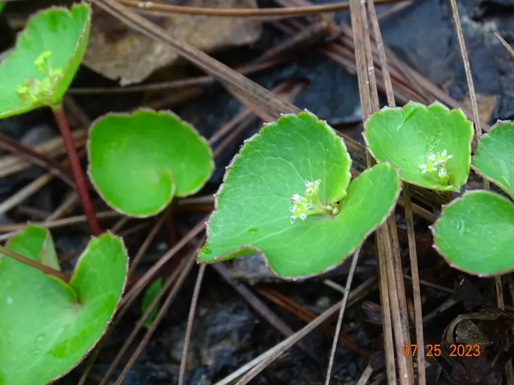 Kidneyleaf Micropleura