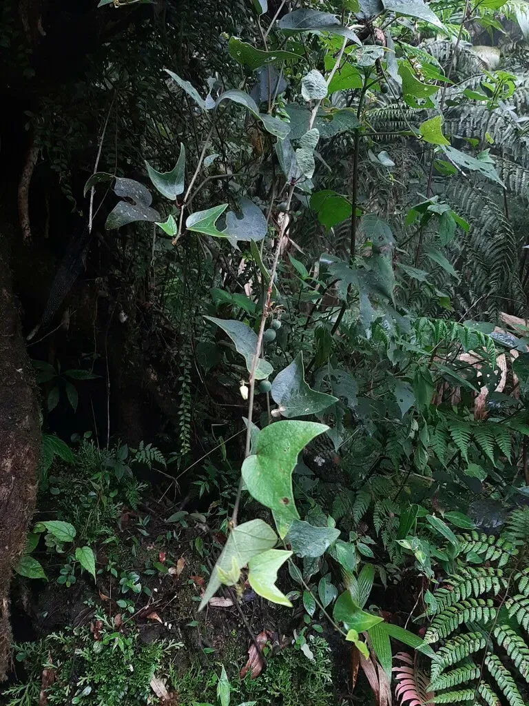 Passiflora Rugosissima