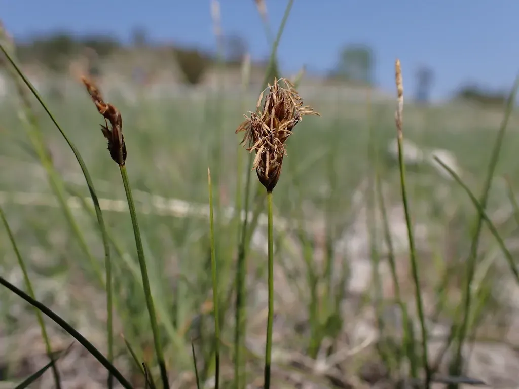 Needleleaf Sedge