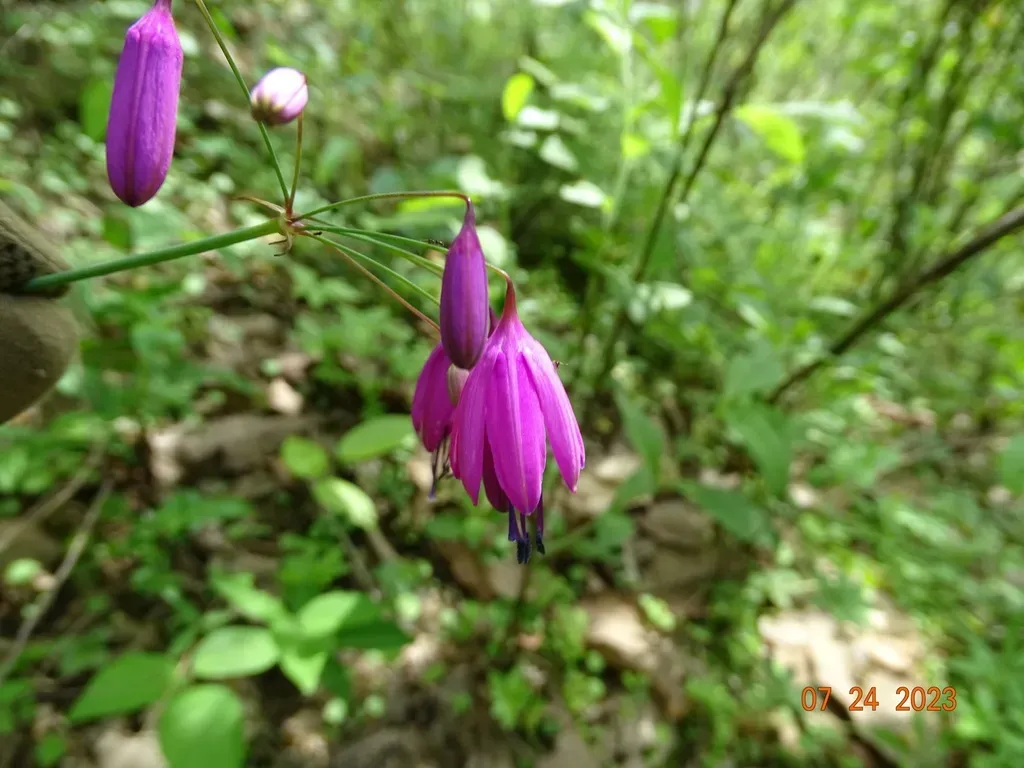 Bessera Elegantissima