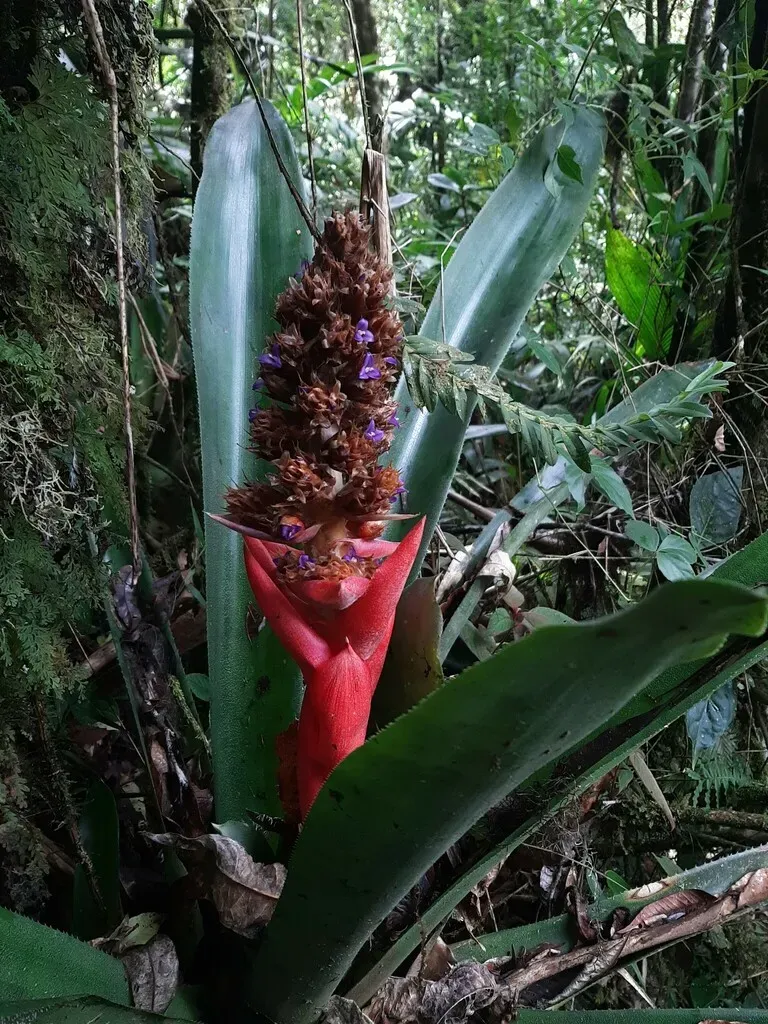 Hohenbergiopsis Guatemalensis