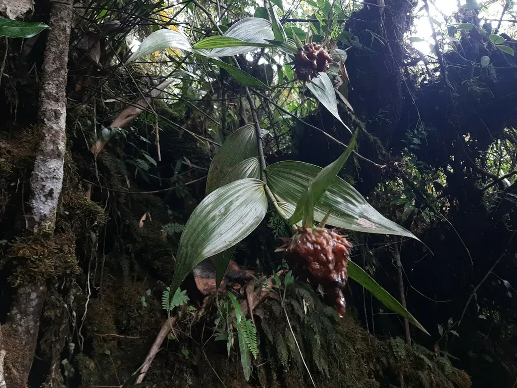 Elleanthus Capitatus