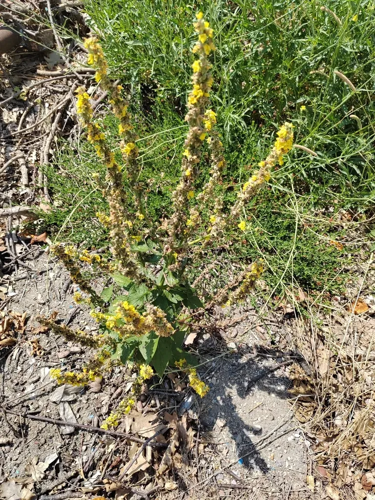Verbascum Ovalifolium