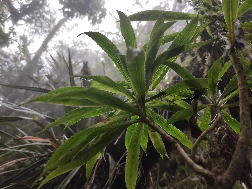 Heterochaenia Borbonica