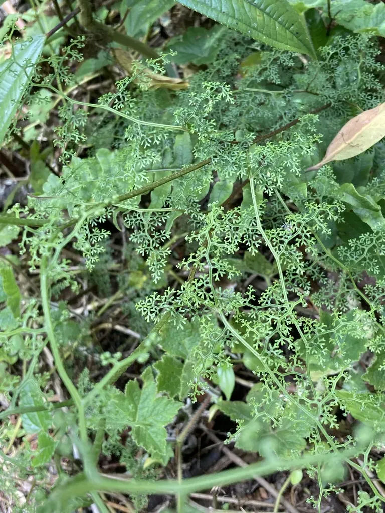 Odontosoria Gymnogrammoides