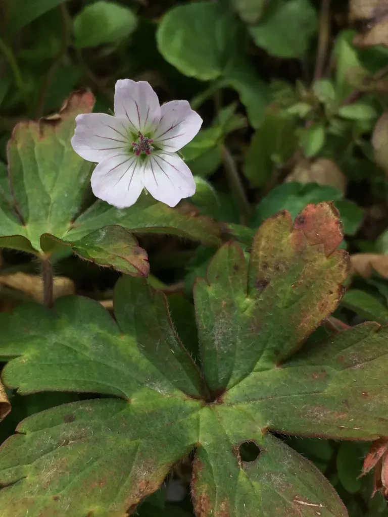 Nepal Geranium