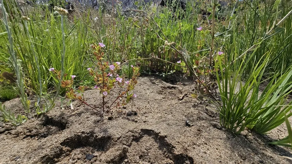 Kings River Monkeyflower