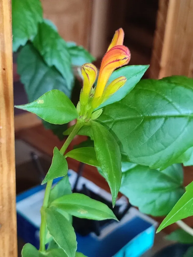 Aeschynanthus Speciosus