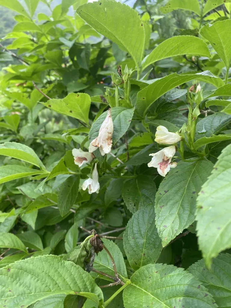 Weigela Middendorffiana