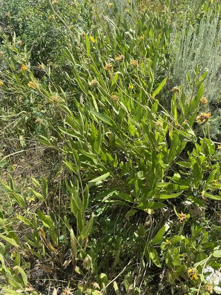 Oneflower Helianthella