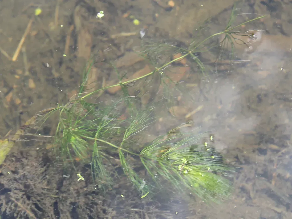 Spineless Hornwort