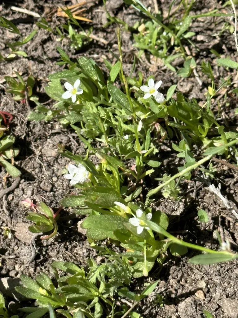Water Miner's Lettuce
