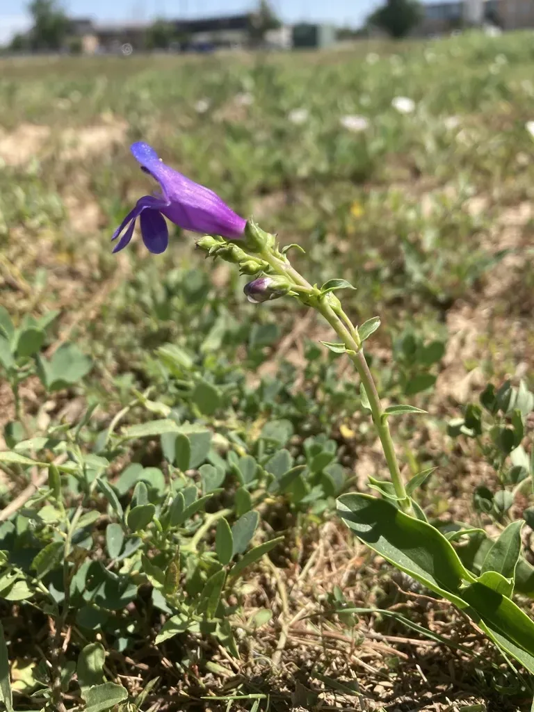 Rocky Mountain Penstemon