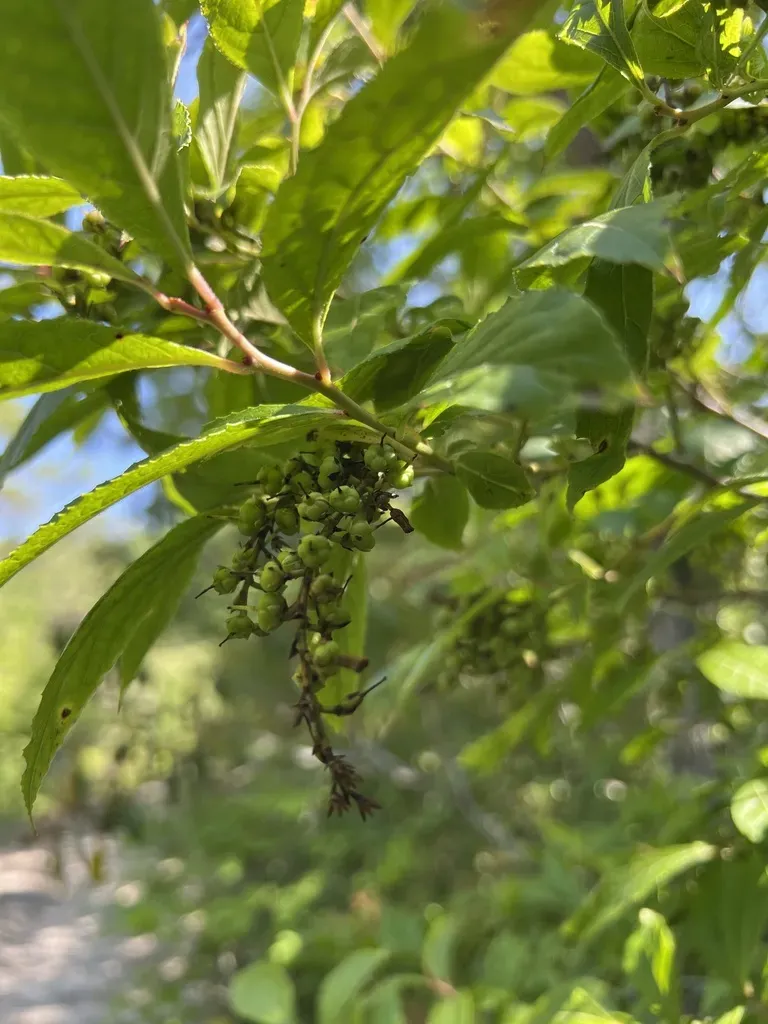 Mountain Fetterbush