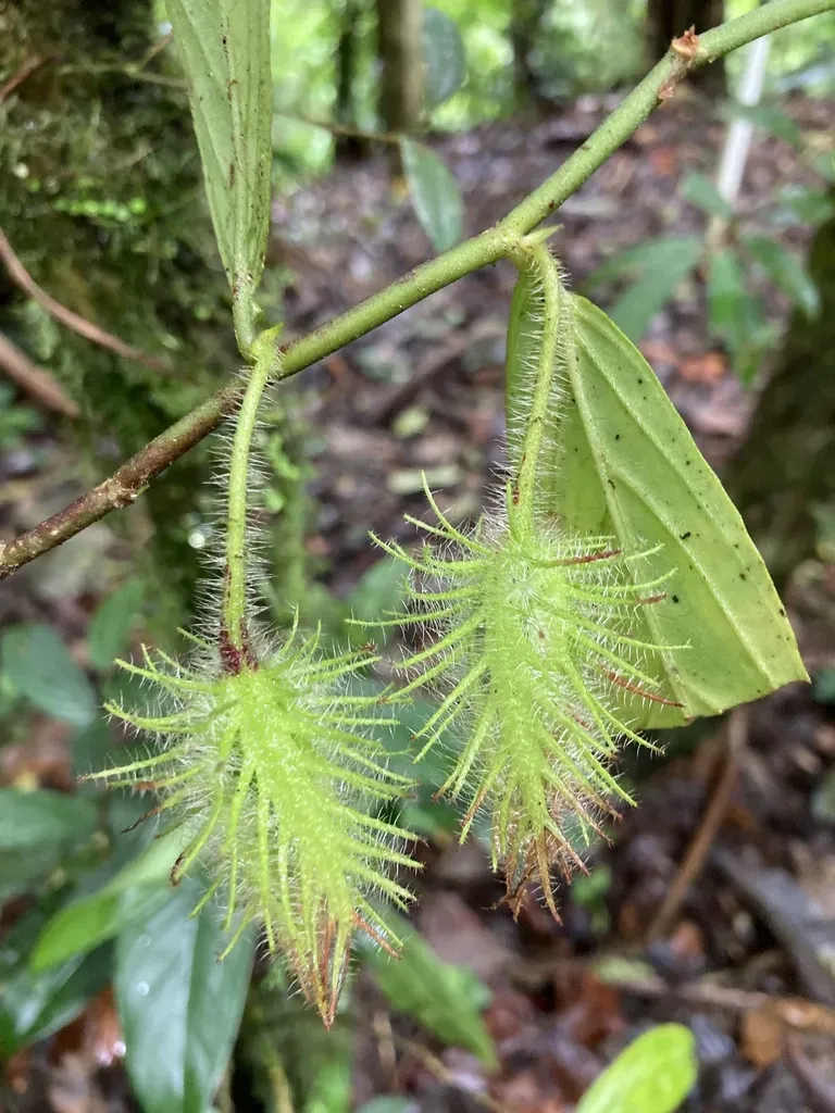 Columnea Sanguinolenta