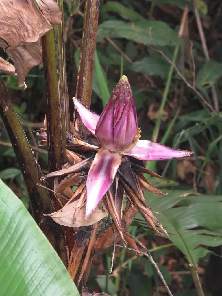 Musa Violascens
