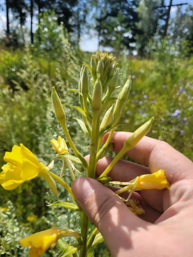 Oenothera Paradoxa