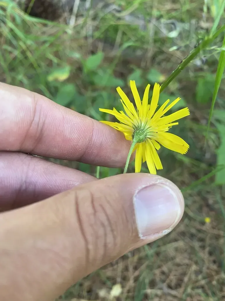 Hieracium Ganeschinii