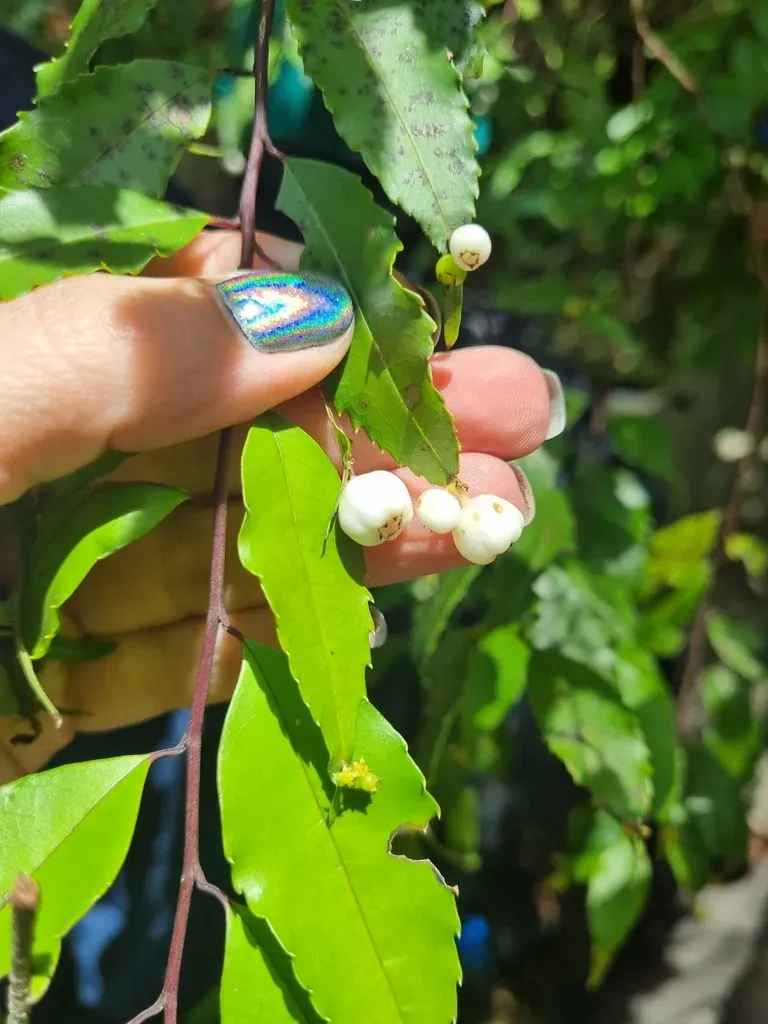 Phyllonoma Laticuspis